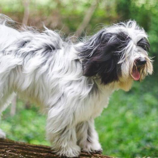 Tibetan terrier 2024 life expectancy